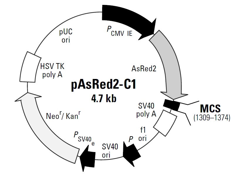pAsRed2-C1载体图谱